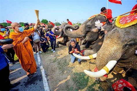 泰國大象寓意